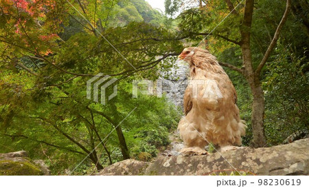 旅する鶏あちこち旅情（地元 98230619