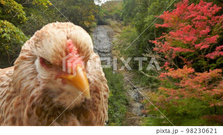 旅する鶏あちこち旅情(地元 旅する鶏あちこち旅情(地元 98230621