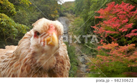 旅する鶏あちこち旅情(地元 旅する鶏あちこち旅情(地元 98230622