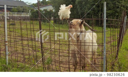 旅する鶏あちこち旅情（地元 98230626