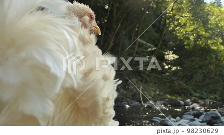 旅する鶏あちこち旅情(地元 旅する鶏あちこち旅情(地元 98230629