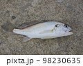 釣れたてシログチ 98230635