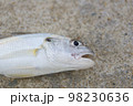 釣れたてシログチ 98230636