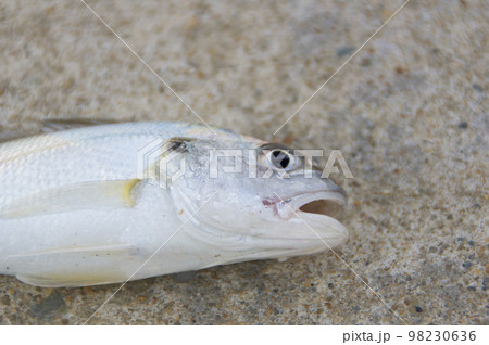 釣れたてシログチ 釣れたてシログチ 98230636