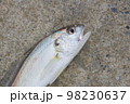 釣れたてシログチ 98230637