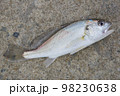 釣れたてシログチ 98230638