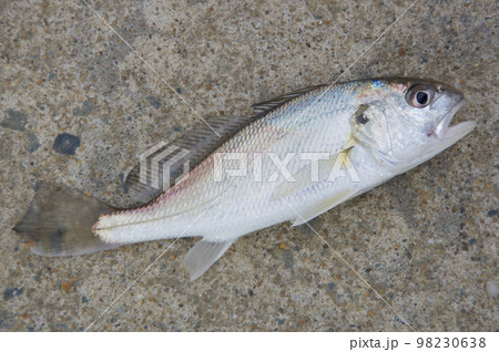 釣れたてシログチ 釣れたてシログチ 98230638