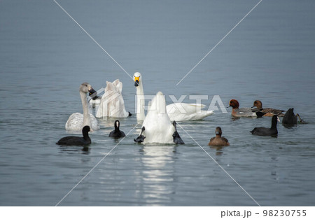 琵琶湖を泳ぐコハクチョウと水鳥たち 琵琶湖を泳ぐコハクチョウと水鳥たち 98230755