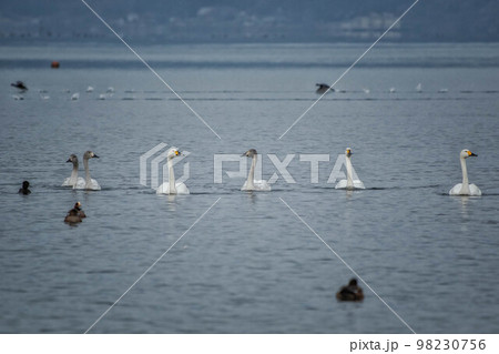琵琶湖を泳ぐコハクチョウの親子 98230756