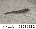 釣れたてハゼ 98230832