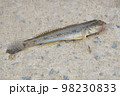 釣れたてハゼ 98230833