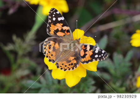 花の蜜を吸うヒメアカタテハ 花の蜜を吸うヒメアカタテハ 98230929