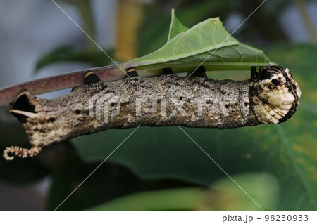 チョウセンアサガオの葉を食べるクロメンガタスズメ 98230933