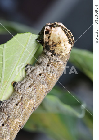 チョウセンアサガオの葉を食べるクロメンガタスズメ幼虫 98230934