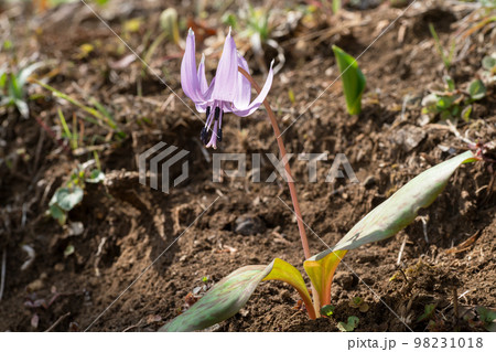 カタクリの花 カタクリの花 98231018