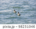 冬の海を泳ぐカモ 98231046