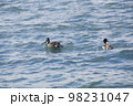 冬の海を泳ぐカモ 98231047