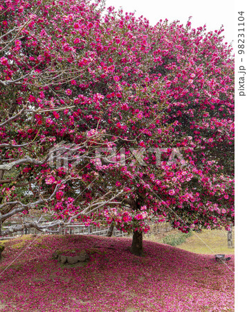 冬の奈良公園に咲く山茶花と花弁の絨毯 98231104