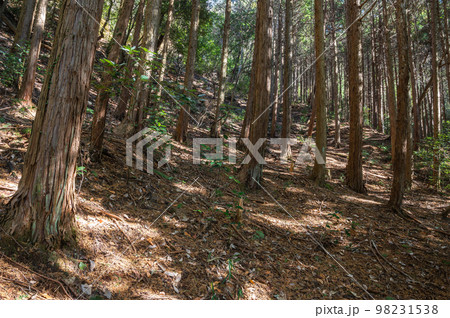 木漏れ日のヒノキ林　大阪府交野市 98231538