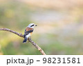 Bay-backed Shrike Bird (Lanius vittatus) perching on a branch 98231581