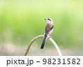 Bay-backed Shrike Bird (Lanius vittatus) perching on a branch 98231582