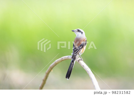 Bay-backed Shrike Bird (Lanius vittatus) perching on a branch Bay-backed Shrike Bird (Lanius vittatus) perching on a branch 98231582