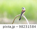 Bay-backed Shrike Bird (Lanius vittatus) perching on a branch 98231584