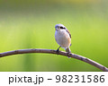 Bay-backed Shrike Bird (Lanius vittatus) perching on a branch 98231586