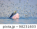 Bryde's whale, Eden's whale feeding small fish in Thailand. 98231603