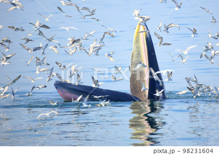 Bryde's whale, Eden's whale feeding small fish in Thailand. Bryde's whale, Eden's whale feeding small fish in Thailand. 98231604