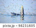 Bryde's whale, Eden's whale feeding small fish in Thailand. 98231605