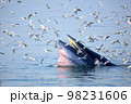 Bryde's whale, Eden's whale feeding small fish in Thailand. 98231606
