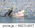 Bryde's whale, Eden's whale feeding small fish in Thailand. 98231607