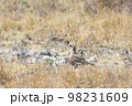 Oriental Pratincole (Glareola maldivarum) looking for partner in mating season with natural background. 98231609