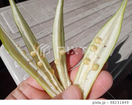 未熟なオクラの種 98231849