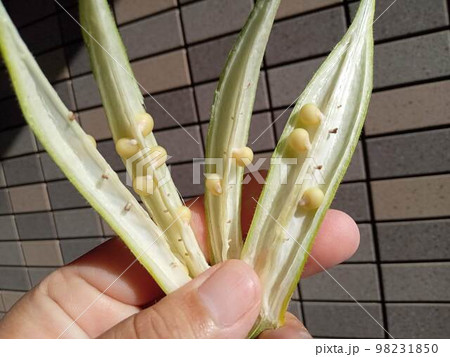 オクラの未熟なタネ 98231850