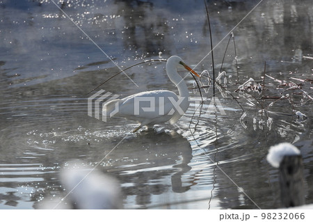 厳寒の中で越冬する白鷺 98232066