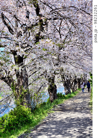 富士山と潤井川龍厳淵のさくら並木 富士山と潤井川龍厳淵のさくら並木 98232261