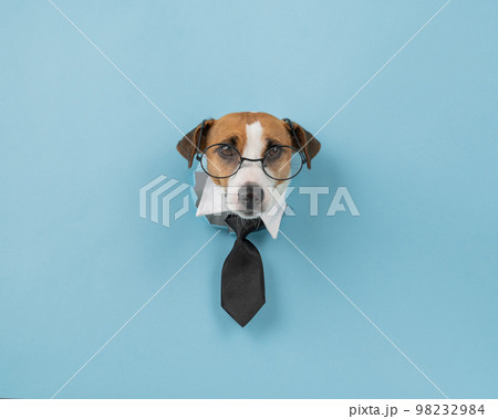 Dog jack russell terrier in glasses and a tie sticks out of a hole in a blue background. Dog jack russell terrier in glasses and a tie sticks out of a hole in a blue background. 98232984