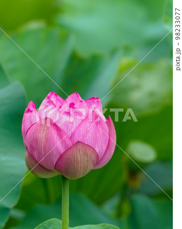 蓮の花咲く池の風景 98233077