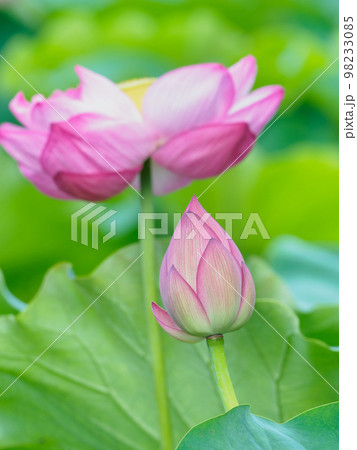 蓮の花咲く池の風景 98233085