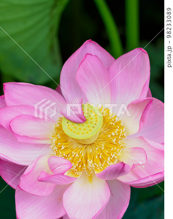 蓮の花咲く池の風景 蓮の花咲く池の風景 98233089