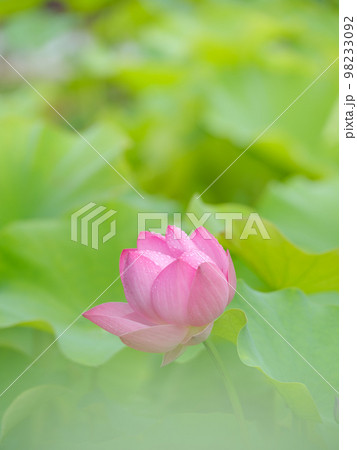 蓮の花咲く池の風景 蓮の花咲く池の風景 98233092