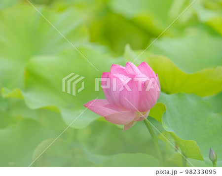 蓮の花咲く池の風景 98233095