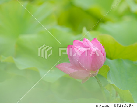 蓮の花咲く池の風景 98233097