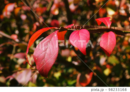 真っ赤に紅葉したニシキギ(錦木)の葉が美しいの写真素材 [98233168