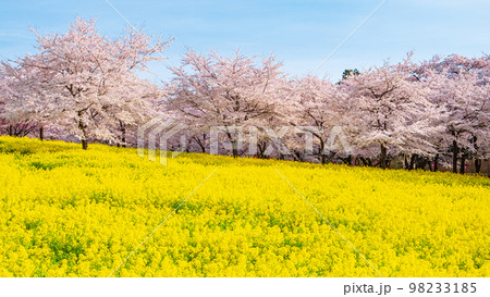 赤城南面千本桜と菜の花 赤城南面千本桜と菜の花 98233185