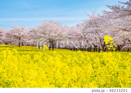 赤城南面千本桜と菜の花 赤城南面千本桜と菜の花 98233201