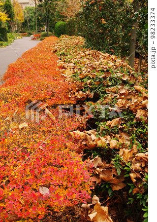 ドウダンツツジ(灯台躑躅,満天星)とプラタナス（欅）の紅葉 98233374