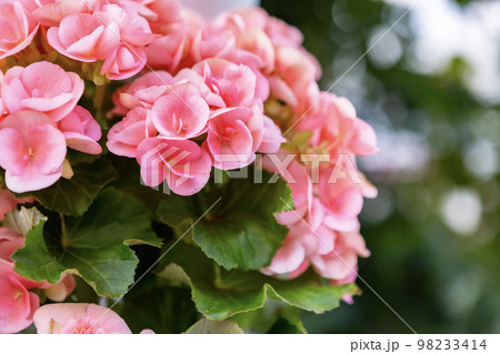 ベゴニアの花 98233414